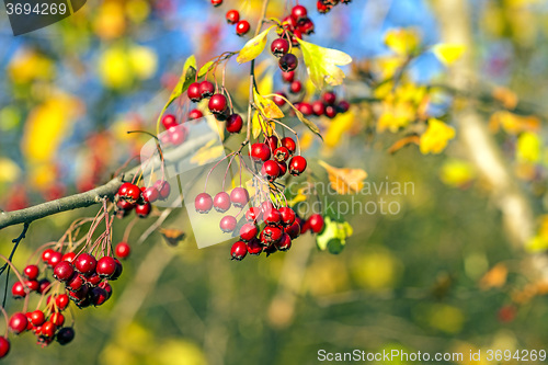 Image of Hawthorn fruits