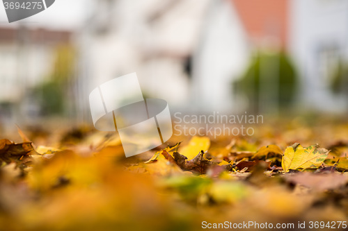 Image of autumnal painted leaves