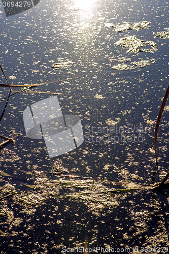 Image of Water surface in back light