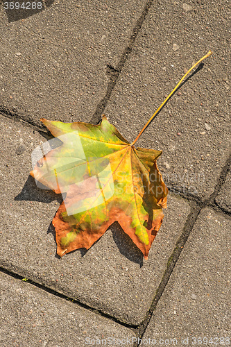 Image of autumnal painted leaf on a street