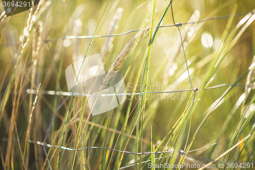 Image of seedlings of European marram grass 