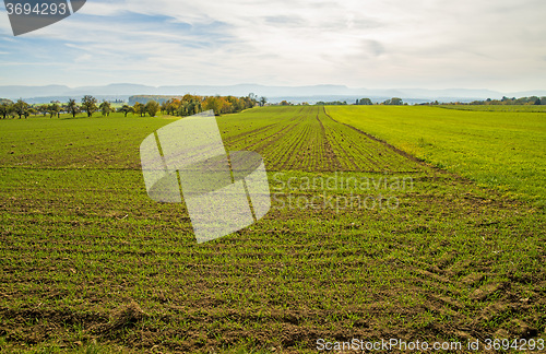 Image of wheat with a panoramic view to the Swabian Mountains