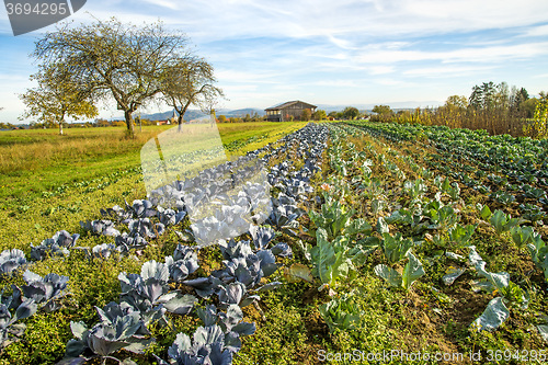 Image of cultivation of blue and white kale