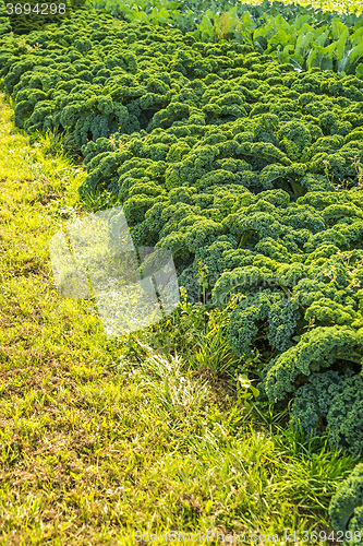 Image of green kale in cultivation