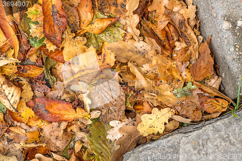 Image of autumnal painted leaves ona street