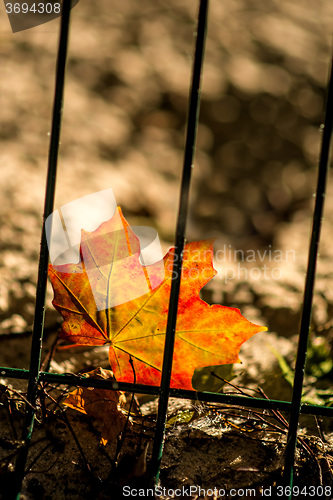 Image of autumnal painted maple leaf behind a fence 