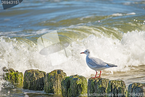 Image of Black-headed gull on groynes in the Baltic Sea