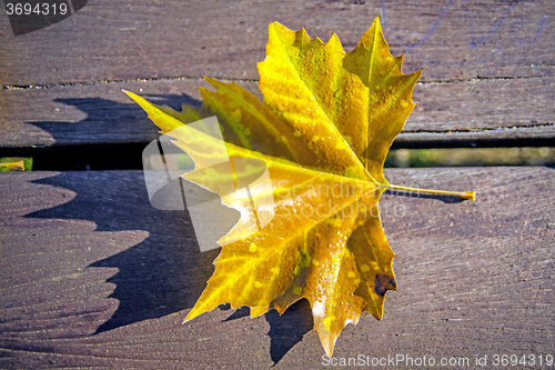 Image of leaf on a park bench