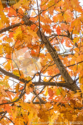 Image of tree in autumnal colors