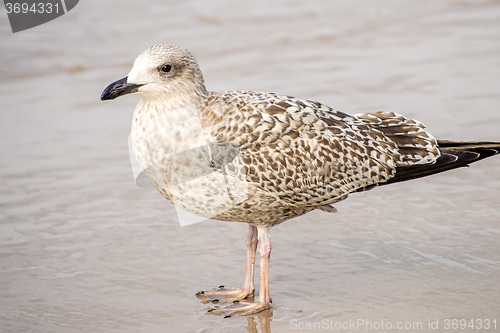 Image of Herring gull on a beach of the Baltic Sea
