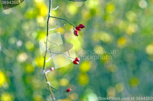 Image of rose hips