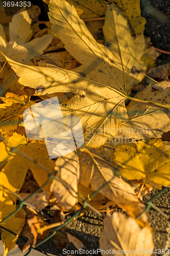 Image of autumnal painted maple leaves behind a fence 