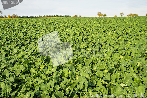 Image of Oil radish, green manure