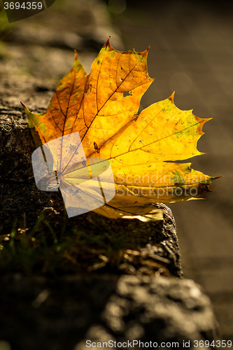 Image of autumnal painted leaf in back lighting