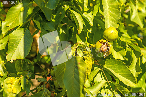 Image of walnut on tree