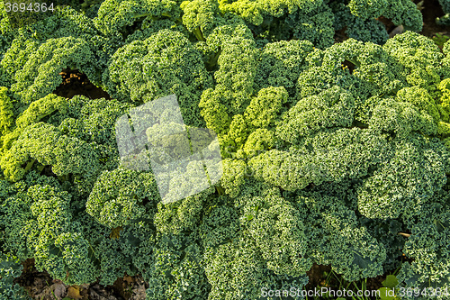 Image of green kale in cultivation