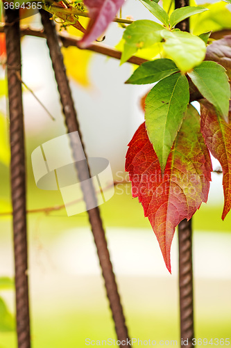 Image of wild vines leaves at an old fence