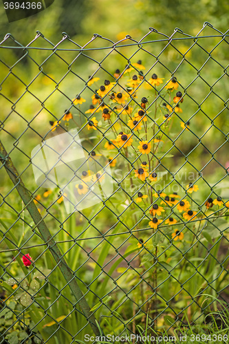 Image of Rudbeckia behind a fence