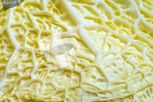 Image of white kale, closeup of the vegetable