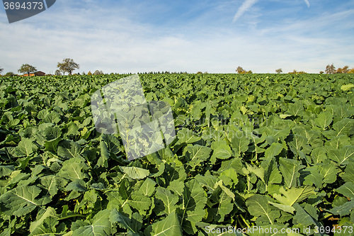 Image of Oil radish, green manure