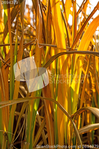 Image of switch grass