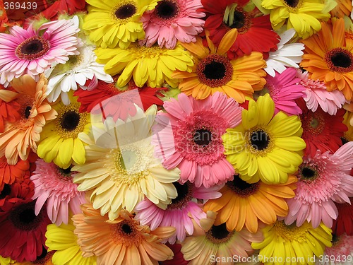 Image of Flowers