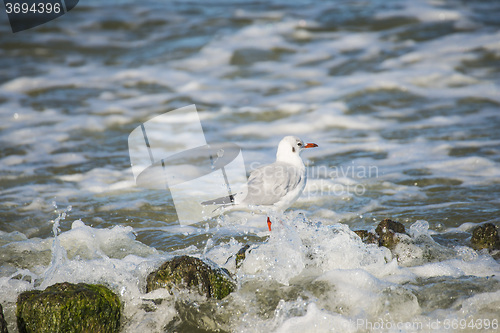 Image of Black-headed gull on groynes in the Baltic Sea