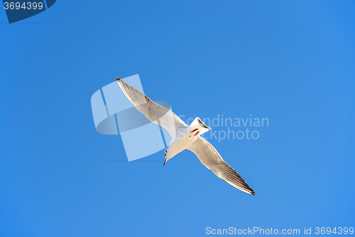 Image of Black-headed gull flying