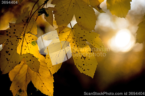 Image of leaves in backlight