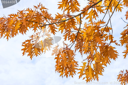 Image of tree in autumnal colors