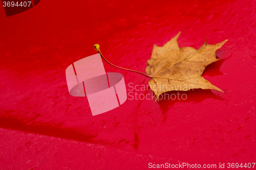 Image of autumnal painted leaf on car hood