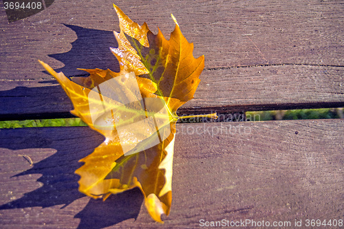 Image of leaf on a park bench