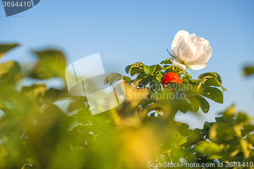 Image of Beach rose flower at the Baltic Sea