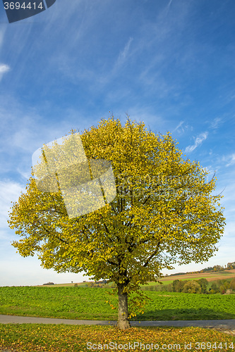 Image of lime-tree in autumn