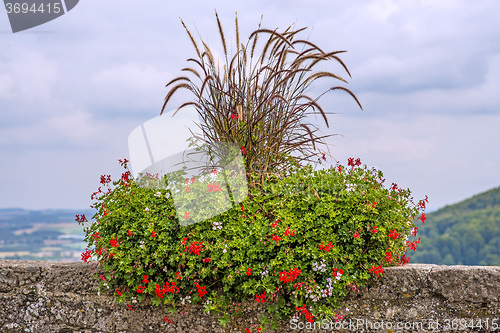 Image of flower and grass decoration on historic city wall