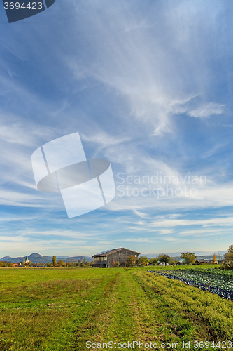 Image of Country scene in autumn