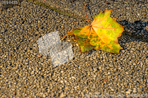 Image of autumnal painted leaves on a concrete floor