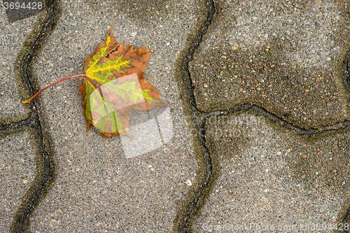 Image of autumnal painted leaf on a street