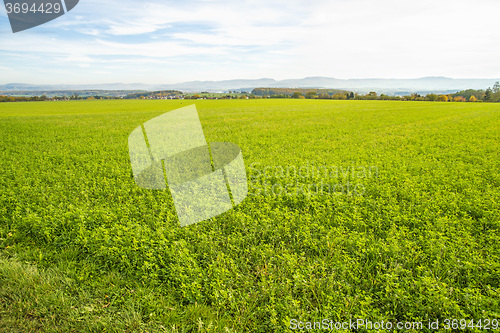 Image of field of green manure with view to German highlands