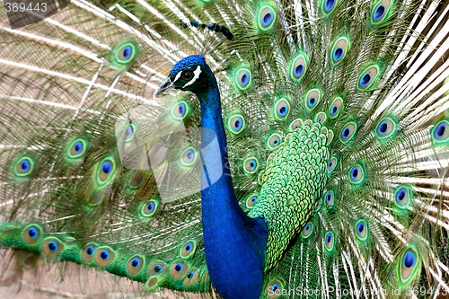 Image of Peacock