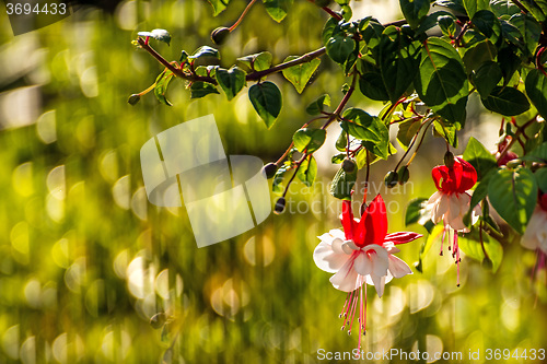 Image of Fuchsia flowers