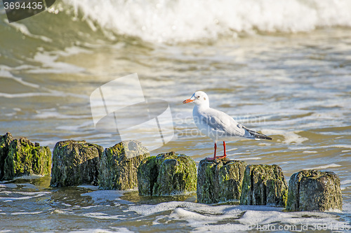 Image of Black-headed gull on groynes in the Baltic Sea