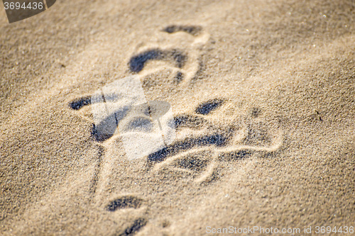 Image of gull tracks in sand