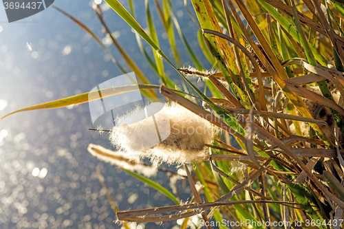 Image of Cattail with seeds