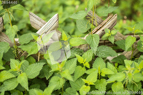 Image of stinging nettle at a wooden fence
