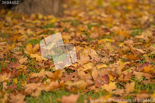 Image of autumnal painted leaves