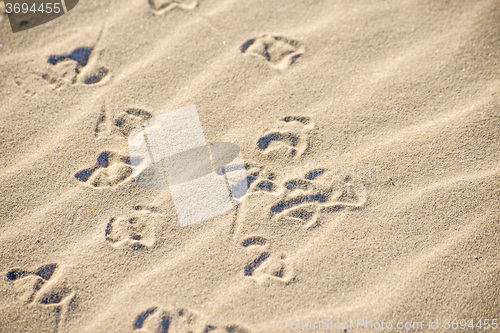 Image of gull tracks in sand