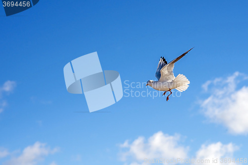 Image of Black-headed gull flying