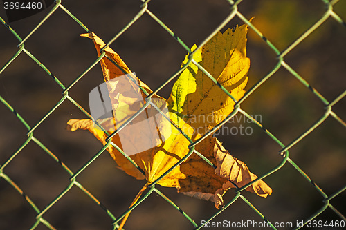 Image of autumnal painted maple leaf behind a fence 