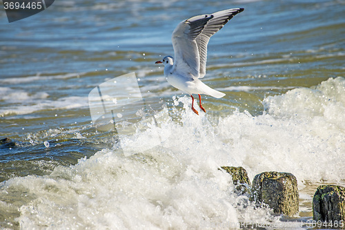 Image of Black-headed gull over groynes in the Baltic Sea